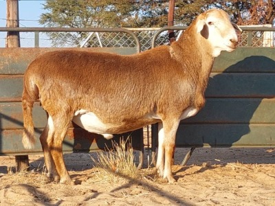 1X MEATMASTER RAM REGVIC STUD