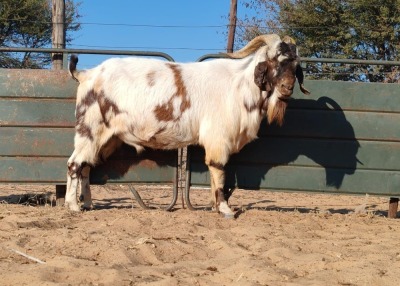 1X CAPE LOBEAR BUCK REGVIC STUD