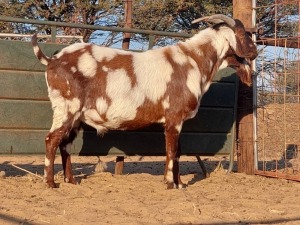 1X CAPE LOBEAR BUCK REGVIC STUD