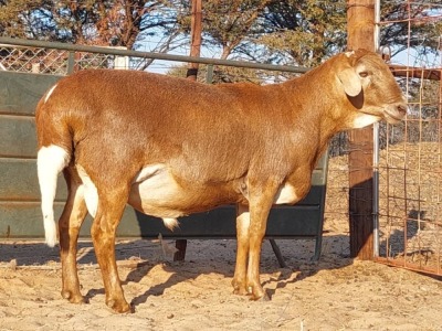 1X MEATMASTER RAM REGVIC STUD