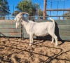 1X SAANEN BUCK REGVIC STUD