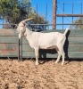 1X SAANEN BUCK REGVIC STUD