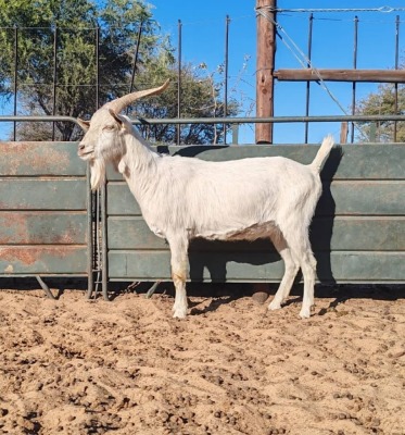 1X SAANEN BUCK REGVIC STUD