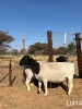 2X DORPER EWE REGVIC STUD