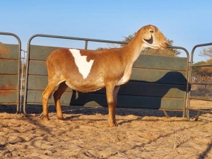 1X MEATMASTER EWE REGVIC STUD