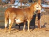 1X MEATMASTER RAM REGVIC STUD