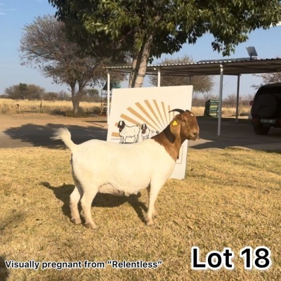 1X BOERGOAT DOE MOOI DRAAI