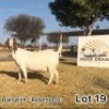 1X BOERGOAT DOE MOOI DRAAI