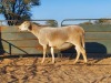 1X MEATMASTER EWE REGVIC STUD