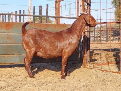 1X KALAHARI RED DOE REGVIC STUD