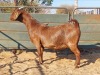 1X KALAHARI RED DOE REGVIC STUD