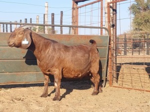 1X KALAHARI RED DOE REGVIC STUD