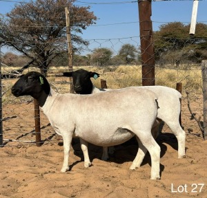 2X DORPER EWE REGVIC STUD