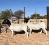 2X DORPER EWE REGVIC STUD