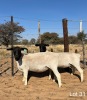 2X DORPER EWE REGVIC STUD