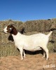 1X BOERGOAT DOE REGVIC STUD