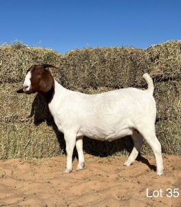 1X BOERGOAT DOE REGVIC STUD