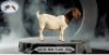 1X BOERGOAT DOE PLUSTREE