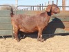 1X KALAHARI RED DOE REGVIC STUD