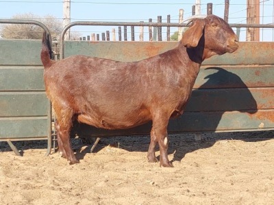 1X KALAHARI RED DOE REGVIC STUD