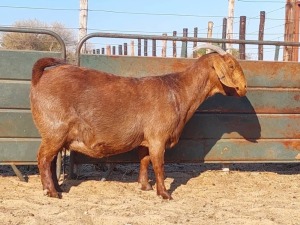 1X KALAHARI RED DOE REGVIC STUD