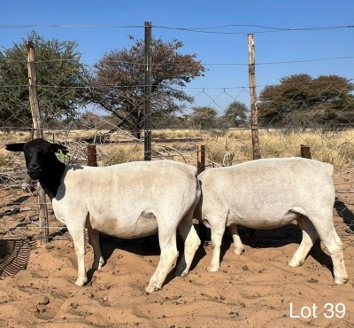 2X DORPER EWE REGVIC STUD