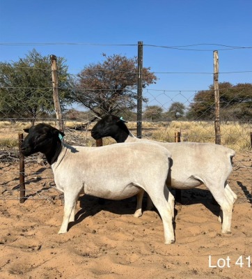 2X DORPER EWE REGVIC STUD