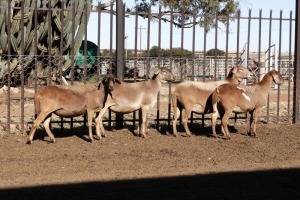 LOT 1 4 X MEATMASTER OOI Olivebranch Meatmasters (PER PIECE TO TAKE THE LOT)