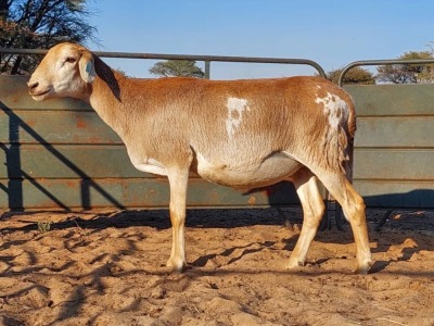 1X MEATMASTER EWE REGVIC STUD