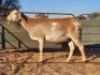 1X MEATMASTER EWE REGVIC STUD