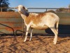 1X MEATMASTER EWE REGVIC STUD