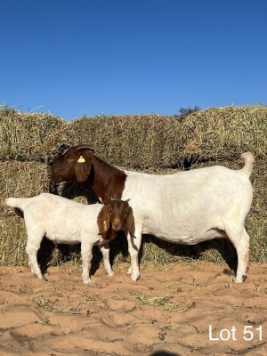 1+1X BOERGOAT DOE & KID REGVIC STUD