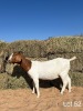 1X BOERGOAT DOE REGVIC STUD