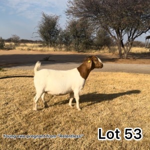 1X BOERGOAT DOE MOOI DRAAI