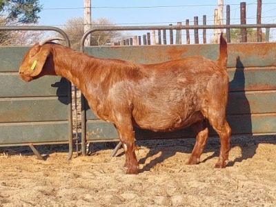 1X KALAHARI RED DOE REGVIC STUD