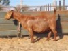 1X KALAHARI RED DOE REGVIC STUD