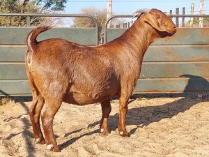 1X KALAHARI RED DOE REGVIC STUD