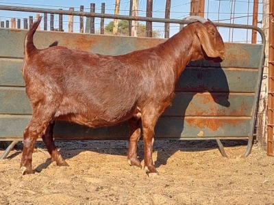 1X KALAHARI RED DOE REGVIC STUD