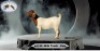 1X BOERGOAT DOE PLUSTREE