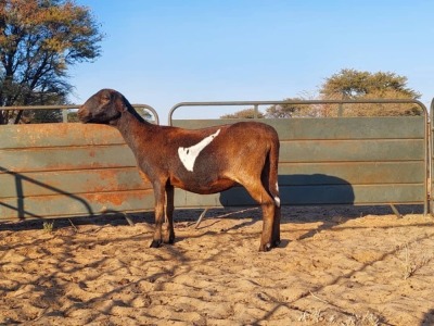 1X MEATMASTER EWE REGVIC STUD