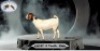 1X BOERGOAT DOE PLUSTREE