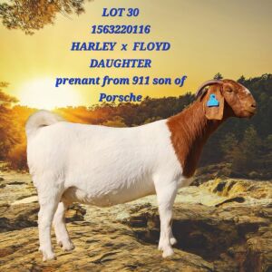 1X BOER GOAT STUD 21-184 PREGNANT DOE SHONGOLOLO BOERBOK STOET 1564