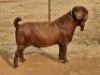 1X KALAHARI RED STUD 7-054 BUCK ALBIAN STOET