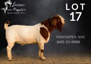 1X BOER GOAT FLOCK COLOR 17-161 BUCK SALMON VAN HUYSSTEEN BOER GOAT STUD