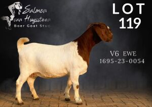 1X BOER GOAT STUD 7-047 PREGNANT DOE SALMON VAN HUYSSTEEN BOER GOAT STUD