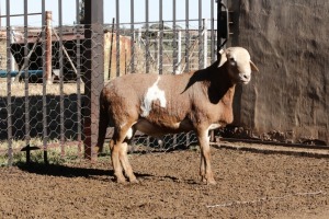 LOT 36 1 X MEATMASTER RAM Olivebranch Meatmasters