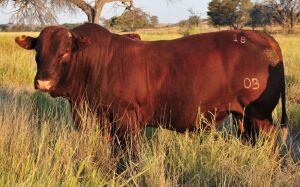 LOT 1 - OB 180027 P SP - BONKA BONSMARA (PTY) LTD