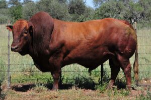 LOT 3 - LMR 150192 SP - BONKA BONSMARA (PTY) LTD