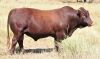 LOT 11 - OB 180063 SP - BONKA BONSMARA (PTY) LTD