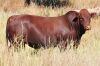 LOT 12 - OB 180184 SP - BONKA BONSMARA (PTY) LTD